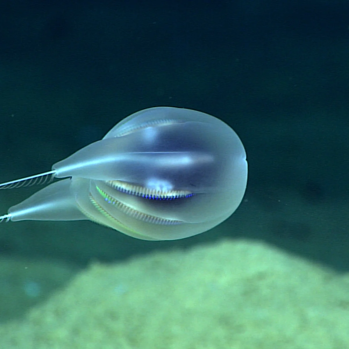 Deep-Sea Exploration Yields New Species